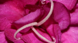 Pink Flower Macro382979121 272x150 - Pink Flower Macro - Pink, Overdose, Macro, flower